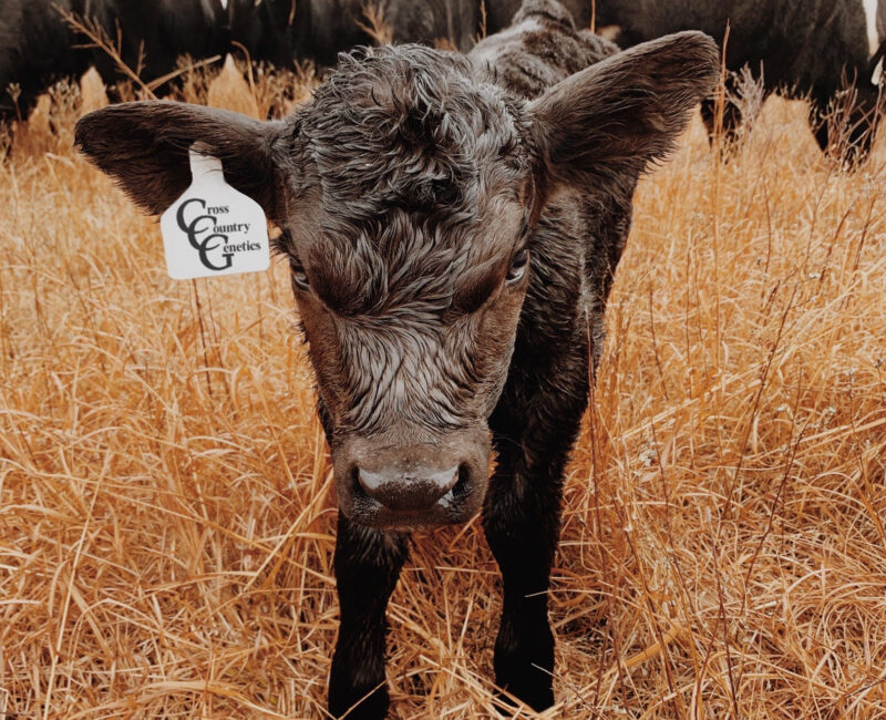 Calf logo left